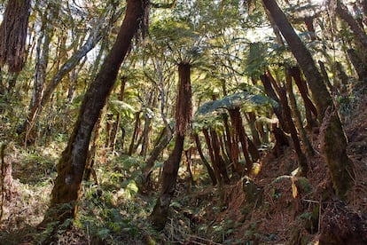 Árboles en el Parque Nacional de Amboro, en Samaipata, Bolivia.