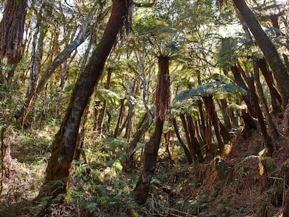 Árboles en el Parque Nacional de Amboro, en Samaipata, Bolivia.