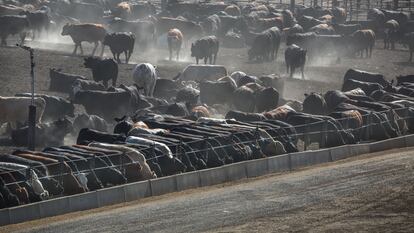 Macrogranja de vacas en California, el pasado mes de mayo.