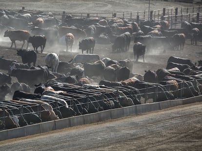Macrogranja de vacas en California, el pasado mes de mayo.