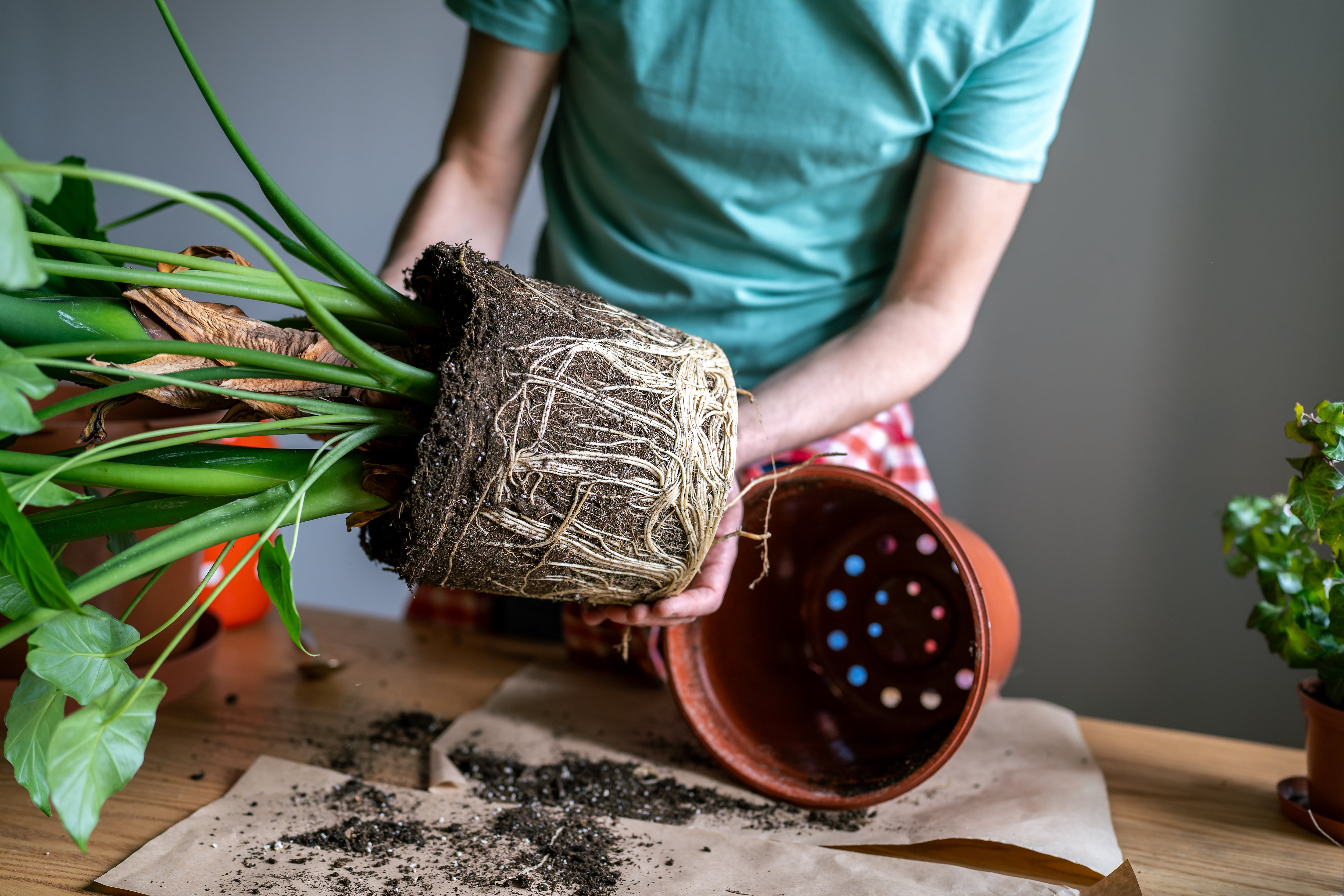 Por qué y cómo hay que cuidar las raíces de las plantas en las macetas