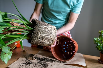 Cuidar las raíces de las plantas