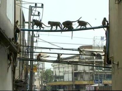 Estirilización contra la superpoblación de macacos