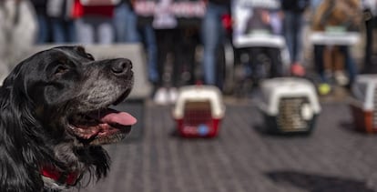 Protesta en Barcelona en abril pasado contra la violencia animal.  