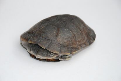 Una tortuga de casco (Pelomedusa subrufa) del estudio.