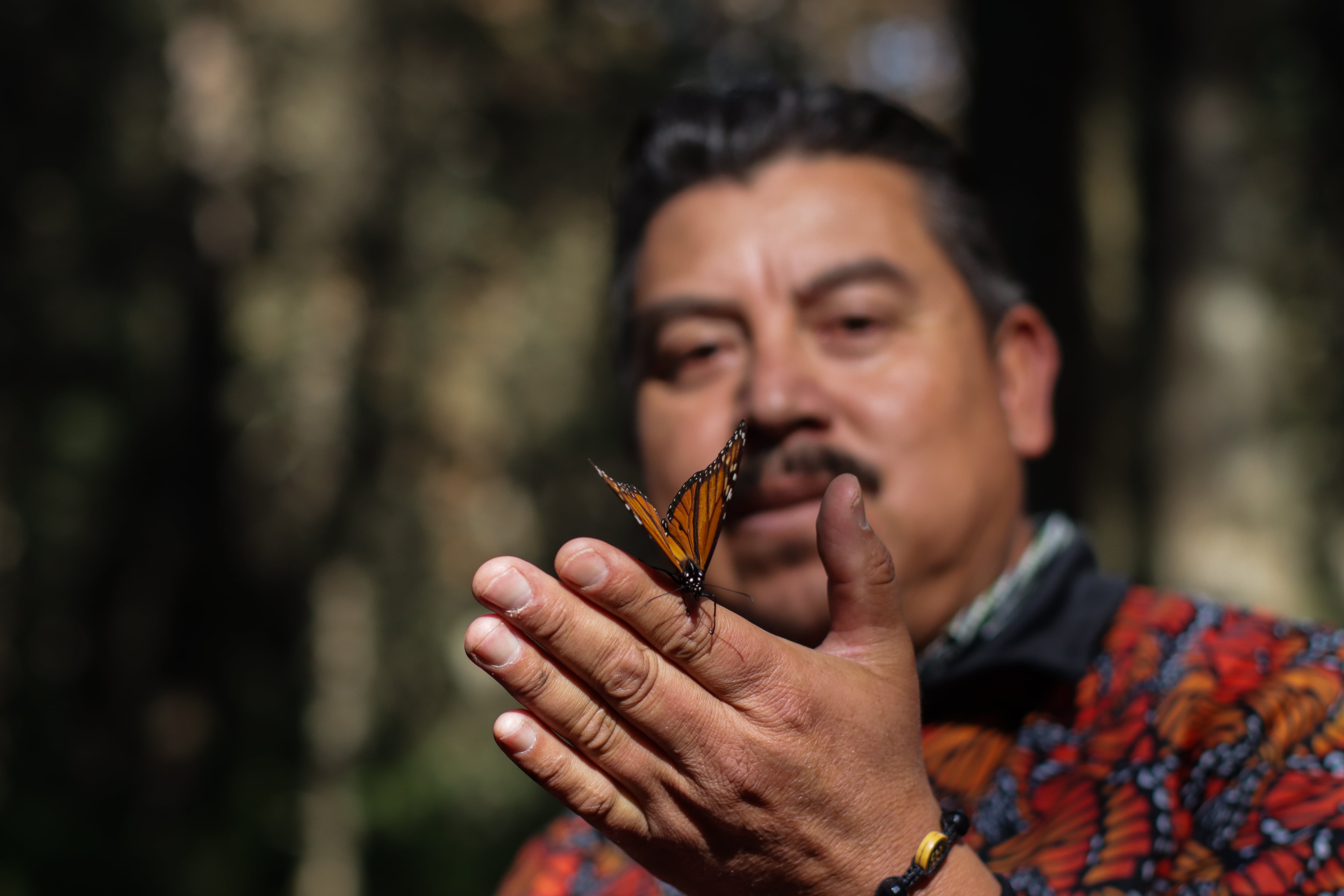 Juán Gomez González, hermano de Homero, sostiene una mariposa en El Rosario, Michoacán.