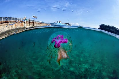 'Pelagia noctiluca', una pequeña medusa luminiscente típica de aguas templadas como las del Mediterráneo.
