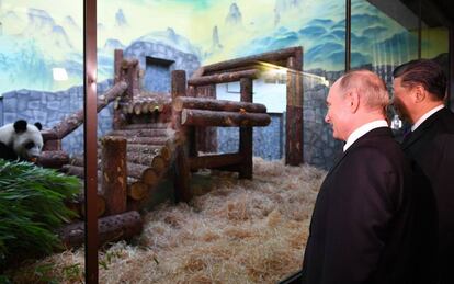 Putin y Xi en el recinto para los dos osos panda que China ha entregado a Rusia, este jueves en Moscú.