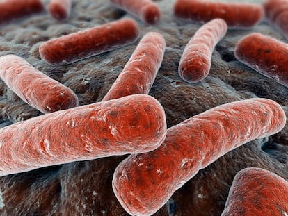 Un grupo de bacterias.
