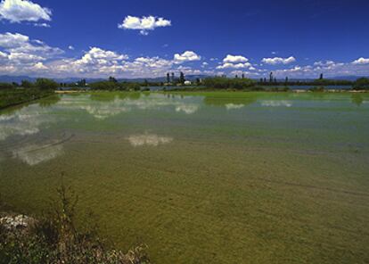 Un paisaje de arrozales inundados en el Delta del Ebro, un parque natural al sur de la provincia de Tarragona.