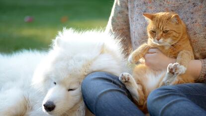 La prevención es la mejor forma de evitar problemas de salud con perros y gatos en la temporada estival.