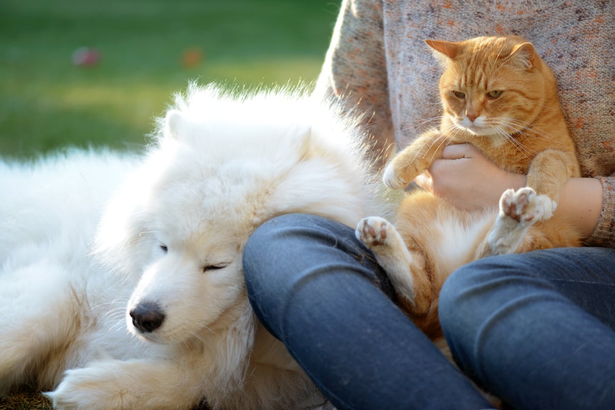 Summer health risks for dogs and cats and how to prevent them | Lifestyle |  EL PAÍS English