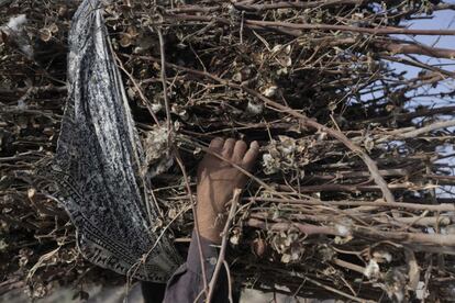 Un niño porta un manojo de plantas de algodón secas para utilizar como combustible para cocinar.