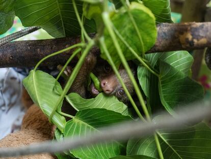 Un perezoso en el Jaguar Rescue Center de Costa Rica.