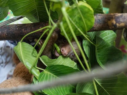 Un perezoso en el Jaguar Rescue Center de Costa Rica.