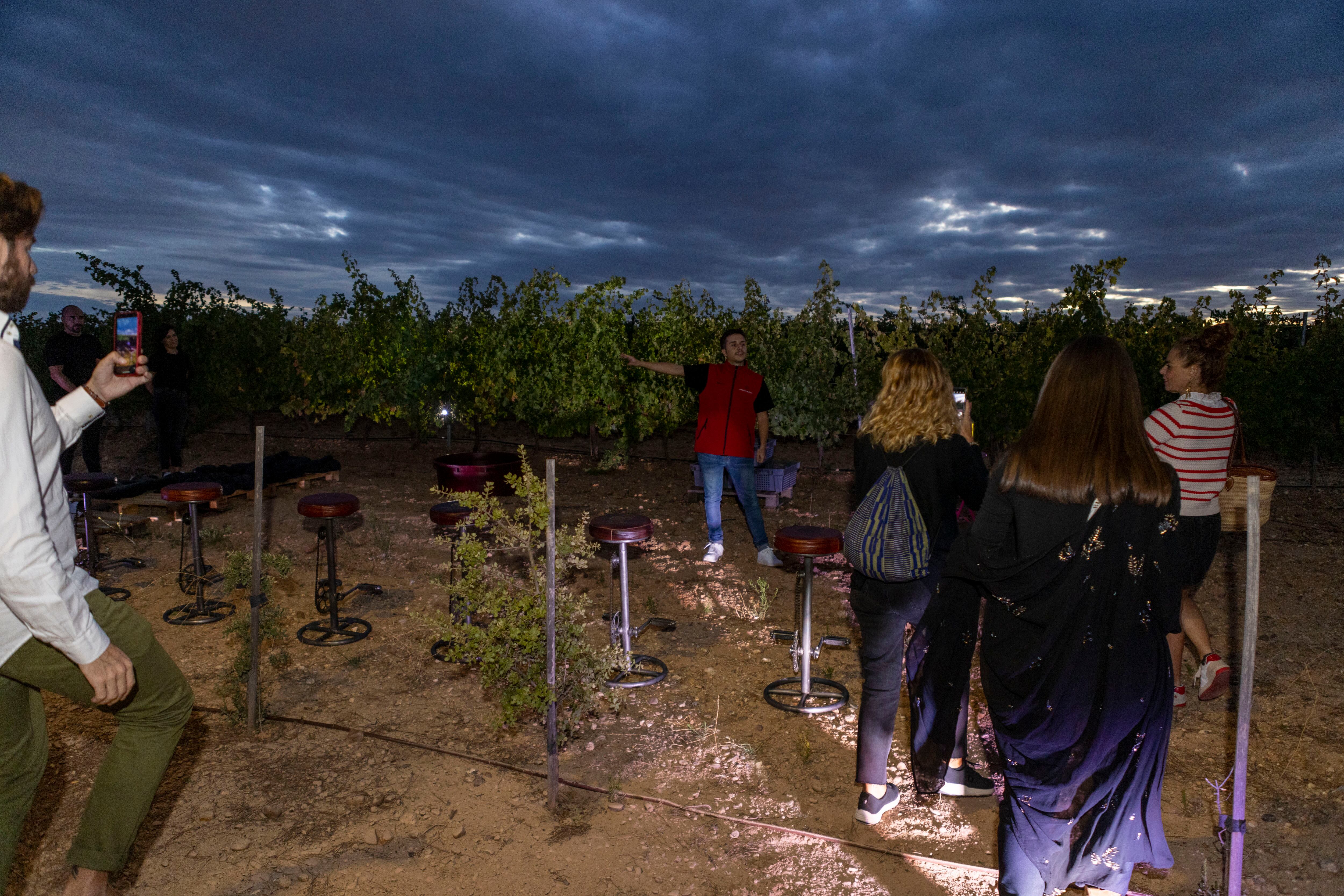 Imagen de una vendimia nocturna en las bodegas Ramón Bilbao. 