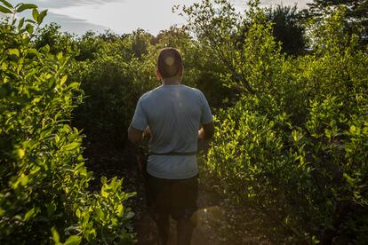 Un cultivador de hoja de coca camina entre cocales maduros hacia su casa en un enclave de coca cerca a la frontera con el Ecuador. Estas plantas han permanecido en este sitio durante años.