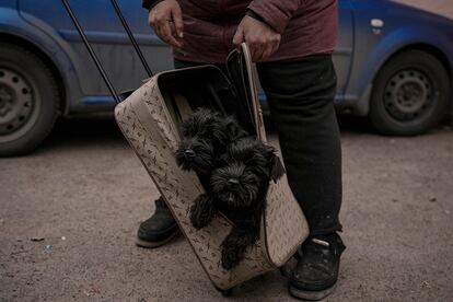 Una mujer es evacuada de Irpin junto a sus mascotas, el 26 de marzo.