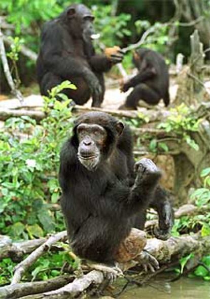 Chimpancés en Costa de Marfil.