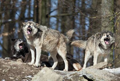 Una manada de lobo gris.
