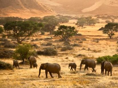 Elefantes africanos na Namíbia.