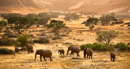 Elefantes africanos en la regi&oacute;n namibia de Damaraland. 