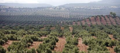Un olivar en Andalucía.