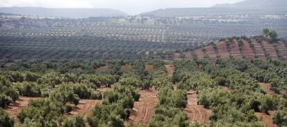 Un olivar en Andaluc&iacute;a. 