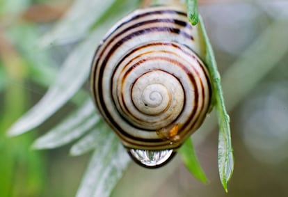 Una gota de agua se escurre por la concha de un caracol en Burgdorf, Alemania.