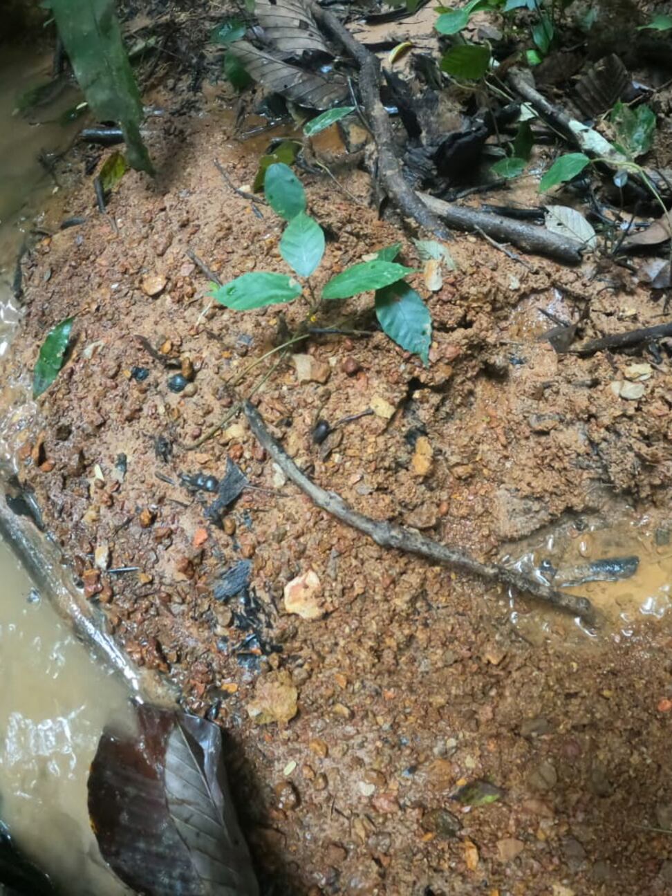 Huella encontrada en la selva por el Ejército de Colombia, este jueves. 