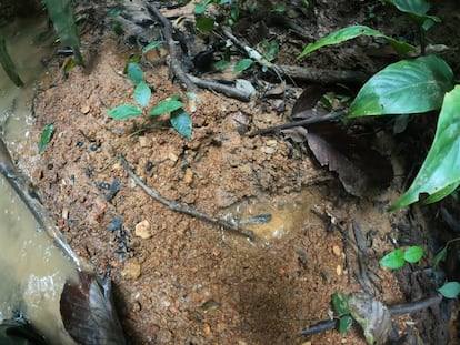 Huella encontrada en la selva por el Ejército de Colombia, este jueves. 