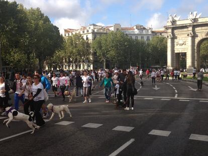 Solidaridad perruna