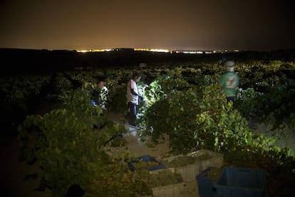 La mayor parte de la vendimia nocturna es mecanizada, si embargo, en el caso de las bodegas Luis Pérez, se realiza a mano.