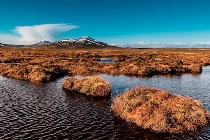 En Escocia los turistas se concentran en el castillo de Edimburgo, las orillas del Loch Lomond y los picos de Glencoe, pero algunos viajeros ponen rumbo ya hacia el norte, a la solitaria región de Flow Country: una extensión acuática más allá de las cordilleras más altas de las Highlands.
En 2024 esta región estará en el punto de mira porque aspira a ser Patrimonio Mundial de la Unesco. Ahora es el momento ideal para viajar hasta aquí y explorar sus pantanos y su costa, de una belleza desgarradora.
Flow Country una de las regiones menos pobladas de Europa, un lugar tan alejado de la frontera inglesa como los fiordos noruegos. Precisamente fueron los vikingos quienes le dieron nombre: Flow proviene del nórdico antiguo y significa “húmedo”, y es que los 3885 km² de ciénagas reflejan la compleja interacción del agua y la tierra, con turberas cavadas en un laberinto de canales que brillan como espejos las largas tardes de verano y que se cubren de hielo las largas noches de invierno. Es el destino perfecto para viajeros en busca de silencio y paisajes diferentes.
El rico ecosistema de flora y fauna del Flow Country tiene un enorme valor en plena crisis climática, ya que la turba actúa de sumidero gigante del carbono, que de otro modo penetraría en la atmosfera terrestre. Este terreno pantanoso suele ser traicionero e impracticable a pie, pero una pasarela de madera se adentra por la Reserva Natural de Forsinard Flows hasta el mirador de Flows, una torre de curioso diseño desde la cual se pueden ver mirlos acuáticos y correlimos, archibebes claros y chorlitos dorados revoloteando en el horizonte.
Y luego está la costa, maravillosa y bordeada por la popular carretera North Coast 500, con paradas inevitables en la ciudad de Dornoch, con su catedral y una playa de arena dorada, el pueblo pesquero de Helmsdale y la zona de faros: desde el faro de Dunnet Head –el punto más septentrional de Gran Bretaña continental– hasta el de Cape Wrath, al oeste y azotado por las tormentas. Thurso es la capital del surf escocesa (con neopreno grueso, claro) y su mejor momento siempre es en pleno invierno.
No nos llamemos a engaño: el clima es terrible, pero para muchos viajeros, el encanto de este rincón de Escocia radica en los momentos de soledad absoluta, refugiados en un pub junto al fuego de una chimenea.
 