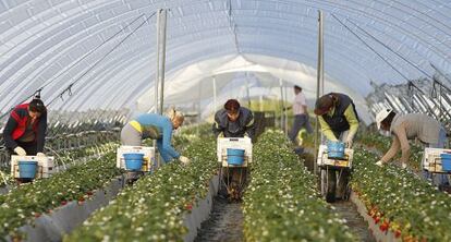 Trabajadoras rumanas recogen fresas en una empresas de Palos de la Frontera (Huelva).