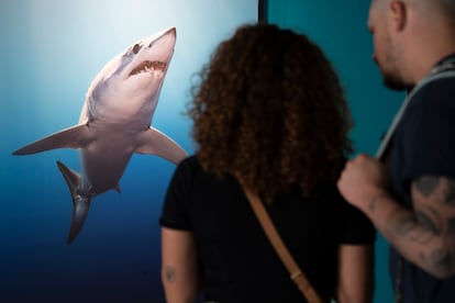 Sharks Brian Skerry Barcelona