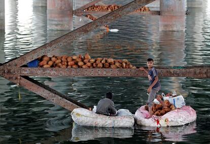 Un niño recoge cocos tirados por devotos hindús como ofrenda al río Sabarmati, con motivo de la celebración de la fiesta Ganesh Chaturthi, en Ahmedabad (India).