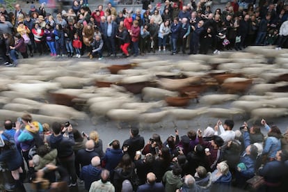 Cientos de ovejas cruzan el centro de Madrid, el 20 de octubre.