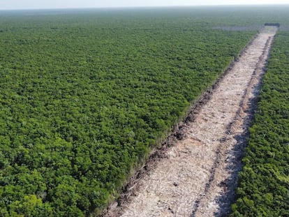 Toma aérea de un tramo de selva deforestado para la construcción del Tren Maya, en Playa del Carmen, Quintana Roo, el 26 de junio de 2022.