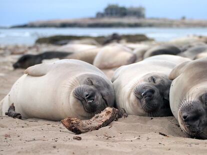 When they’re on the beach, elephant seals – like these two-month-old calves – spend up to 14 hours sleeping each day