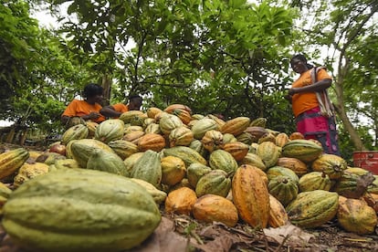 Trabajadoras del cacao manipulando vainas en una cooperativa de Costa de Marfil, uno de los grandes productores mundiales.