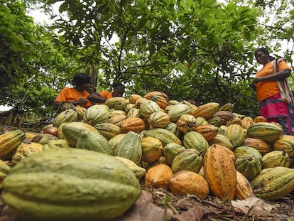 Trabajadoras del cacao manipulando vainas en una cooperativa de Costa de Marfil, uno de los grandes productores mundiales.
