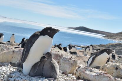 Dos crías de pingüinos de Adelia junto a su madre en la bahía de Lützow-Holm (Antártida) en la época más cálida del año (diciembre-enero).