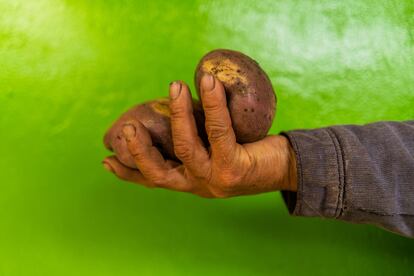 papa española también dejó de ser cultivada debido a la certificación de sólo algunas pocas clases de papa en Colombia.