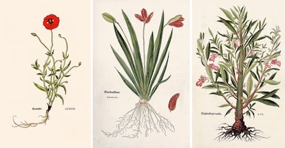Ilustraciones del libro Leonhard Fuchs. The New Herbal de la editorial Taschen. En al imagen, de izquierda a derecha: Papaver rhoeas, amapola silvestre. Lirio hediondo (Iris foetidissima).Impatiens
balsamina, de nombre común balsamina, madama o alegría.