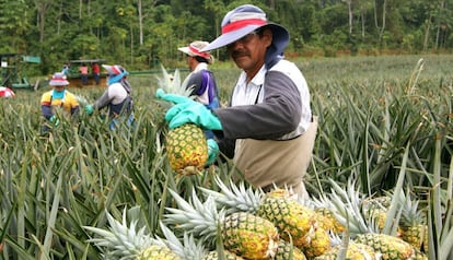 Un grupo de trabajadores recoge piñas en un cultivo en Costa Rica.