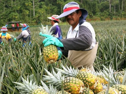 Un grupo de trabajadores recoge piñas en un cultivo en Costa Rica.