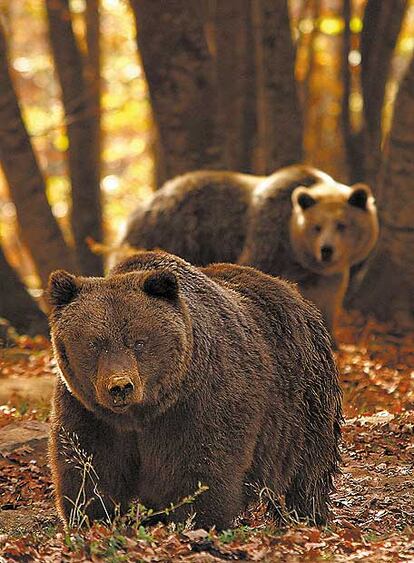 Dos osos, en una reserva en Nymfeo (Macedonia, Grecia).