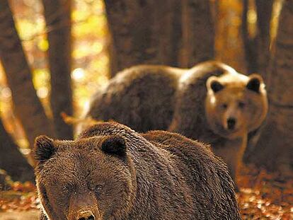 Dos osos, en una reserva en Nymfeo (Macedonia, Grecia).