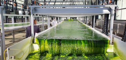 Los experimentos se realizaron en uno de los mayores tanques dedicados a la biorreacción, con aguas procedentes de una mina.